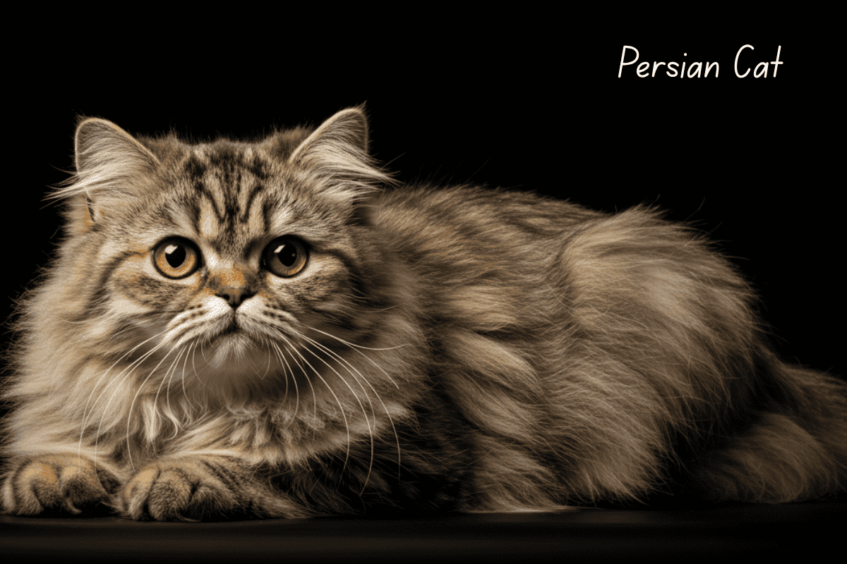 Persian Cat Care: the persian cat requiresa brush daily
