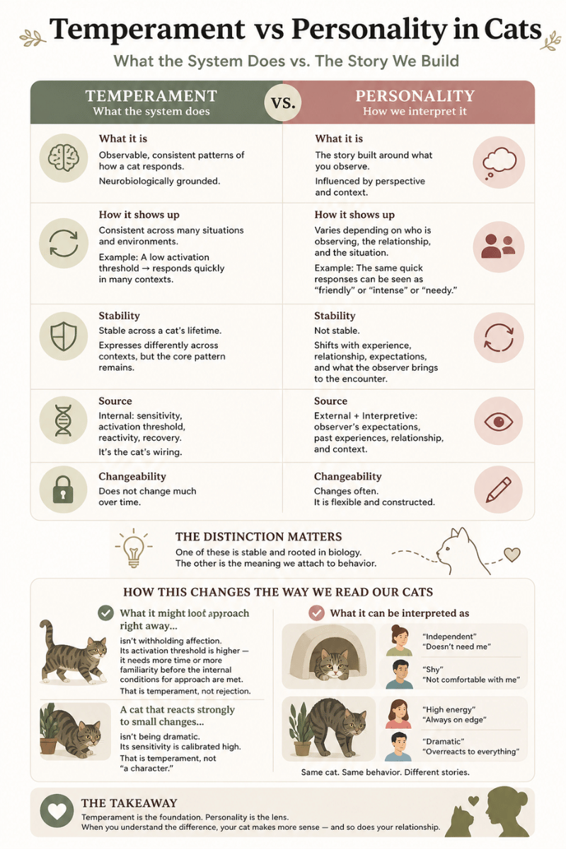 Infographic explaining feline temperament vs cat personality, showing how temperament is a stable, neurobiological pattern of response while personality is the interpretation of that behavior, influenced by context and perception.