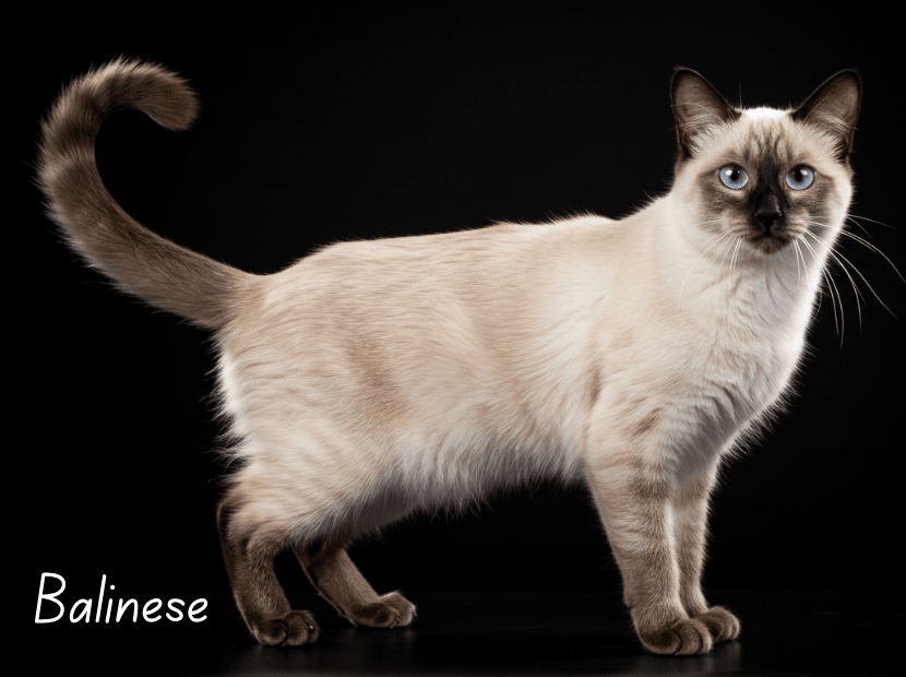 balinese cat
